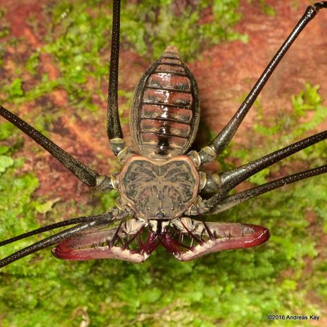 https://flic.kr/p/NGwJNv | Whip Spider, Heterophrynus sp. | from Ecuador: www.flickr.com/andreaskay/albums Whip Spider, Whip Scorpion, Thorny Devil, Arachnids Spiders, Spider Illustration, Insect Photography, Cool Bugs, Cosmic Horror, Beautiful Bugs