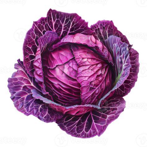 Purple Cabbage on Transparent Background Cabbage Photo, Purple Cabbage, Cabbages, Tree Saw, Wedding People, Heart Tree, Cityscape Photos, Logo Banners, Nature Backgrounds