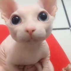 Cat Lovers Club (@catloversclub) • Instagram photos and videos Bingus Cat, Cute Hairless Cat, Big Floppa, Hairless Cats, Animals Crossing, Sphinx Cat, Hairless Cat, Sphynx Cat, Silly Animals