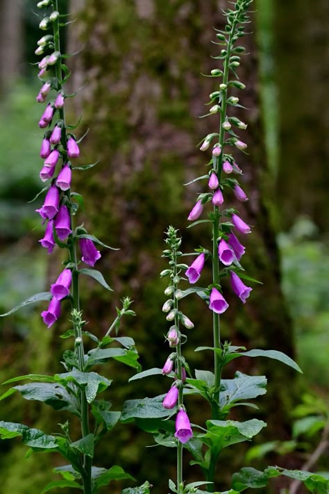 Flowers In A Forest, Forest Flowers Drawing, Forest Flowers Aesthetic, Flower In Forest, Foxglove Tree, Flowers In The Woods, Forest With Flowers, Forest Reference, Forest Wildflowers