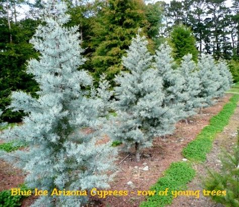 Blue Ice Cypress, Cypress Landscaping, Arizona Cypress, Glaucous Blue, Arizona Landscaping, Cypress Mulch, Blue Cypress, Organic Plant Food, Colorado Blue Spruce