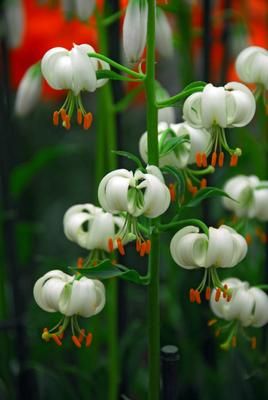 Lilium martagon var album (white Lilly) Martagon Lilies, Lilium Martagon, Martagon Lily, Lilies Of The Field, Flower Bulb, Summer Flowering Bulbs, Moon Garden, Most Beautiful Flowers, Plant Combinations