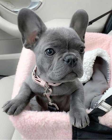 French Bulldog Colors, Teacup French Bulldogs, Blue French Bulldog, Blue French Bulldog Puppies, Grey French Bulldog, Baby French Bulldog, French Bulldog For Sale, Bulldog Francese, Bulldog Puppies For Sale