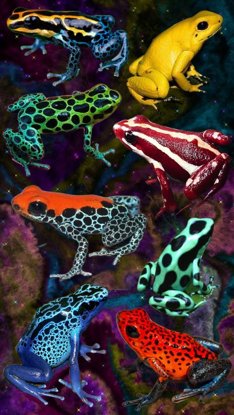 Poison Frog, Poison Dart Frog, Dart Frogs, Poison Dart, Dart Frog, Amphibians, Frogs, Scorpion, Dart