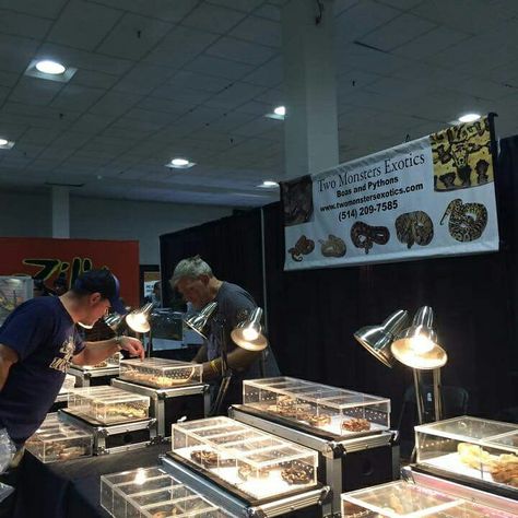 Reptile Expo, Expo 2015, Ball Python, Snakes, Reptiles, Python