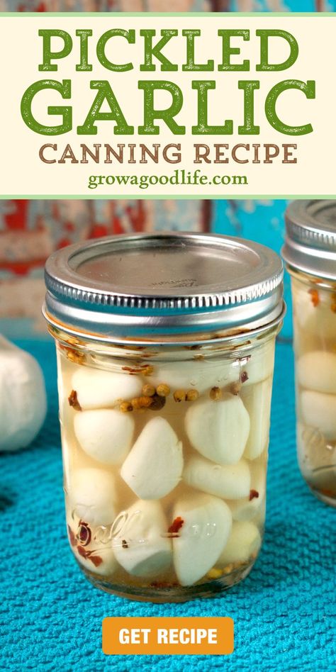 image of a jar of pickled garlic with text overlay that reads pickled garlic canning recipe get recipe at grow a good life dot com How To Store Fresh Garlic Cloves, How To Preserve Peeled Garlic, Storing Peeled Garlic, Store Garlic Cloves How To, How To Keep Garlic Fresh How To Store, Fresh Garlic Storage, How To Keep Garlic Fresh, How To Store Peeled Garlic, How To Store Fresh Garlic