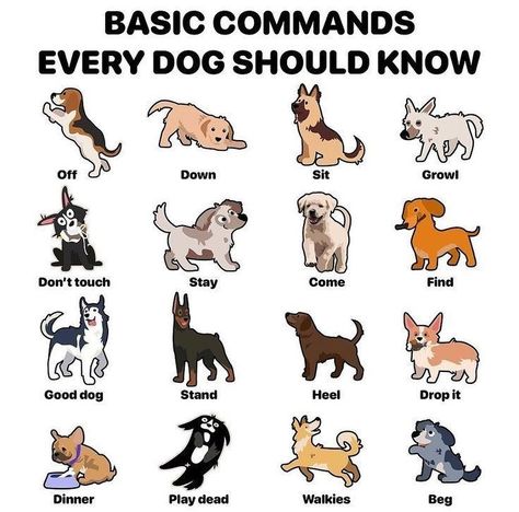 There are some amazing facts about dog's & pet's and some intresting tips for pet dog and pet's to helpes you to know more about dog's and pet's Basic Commands For Dogs, Basic Dog Commands, Commands For Dogs, Puppy Commands, Dog Schedule, Dog Commands Training, Bichon Havanais, Dog Body Language, Dog Commands