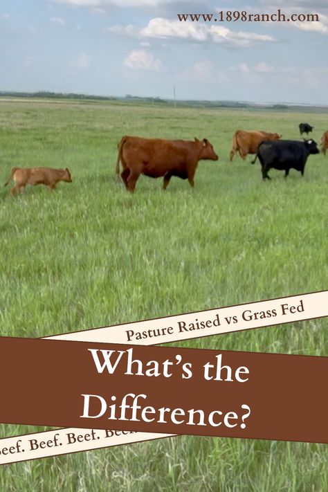 pasture raised beef vs grass fed what's the difference with red and black angus cattle walking in grass Grass Fed Beef Benefits, Rotational Grazing, Raising Cattle, Farming Techniques, Grass Fed Beef, Soil, Grain, Meat