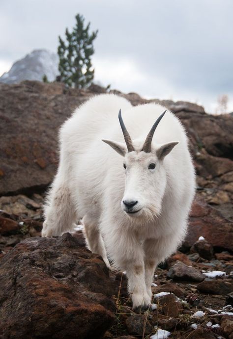 Millie Brady, North American Wildlife, Mountain Goats, Wild Deer, Amazing Animal Pictures, Albino Animals, Most Beautiful Animals, Cute Sheep, Mountain Goat