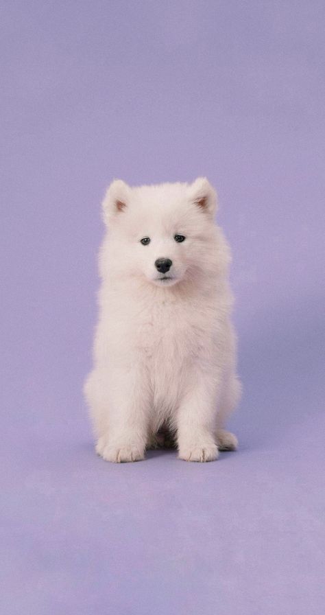 Wallpaper Background Lock screen Dog Cute Samoyed Puppies Wallpaper Iphone, Dog Lockscreen Aesthetic, Samoyed Dogs Wallpaper, Samoyed Wallpaper, Cute Dogs Wallpaper Iphone, Puppy Background, Dog Lockscreen, Puppy Wallpaper Iphone, Cute Samoyed