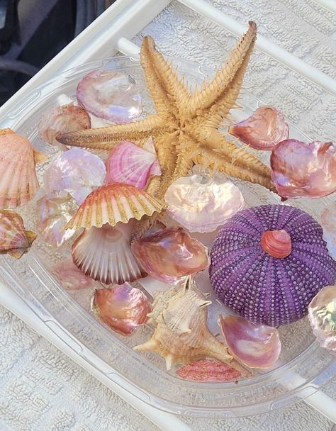 Laptop Widgets, Aesthetic Peace, Tropical Core, Ocean Paradise, Seashell Frame, Cute Mini Backpacks, I Need Love, Summer Fairy, Ocean Treasures