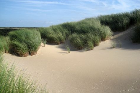 Ammophila arenaria leaves Grass Plants, Beach Images, Side Garden, Different Plants, Tourist Attraction, Free Photos, The Netherlands, Stock Images Free, Netherlands