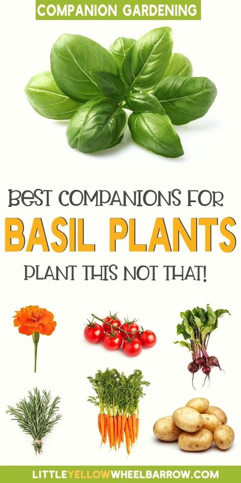 The top companion plants for basil help repel pest insects, attract beneficial insects, and can help improve plant health and taste. Plants like broccoli, chives, oregano, borage, asparagus, tomatoes, marigolds, root vegetables, and garlic are just a few companions that work well together with basil in your vegetable garden. Check out our article to find basil's best companion plants and understand what makes them such good buddies. Growing Sage, Best Companion Plants, Companion Gardening, Cabbage Worms, Growing Basil, Best Edibles, Container Vegetables, Basil Plant, Companion Plants