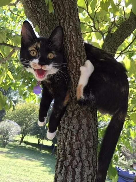 Cats In Trees, Cute Cats Aesthetic, Cats And People, Cute Cat Photos, Cat Profile, Silly Kitties, Calico Cats, Cutest Cat, Cats Rule