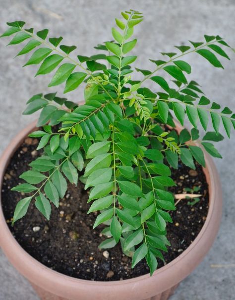 Curry Leaves Plant, Coconut Barfi Recipe, Coconut Barfi, Shree Radha Krishna, Curry Leaf Plant, Barfi Recipe, Plant Herbs, Curry Leaf, Garden Business