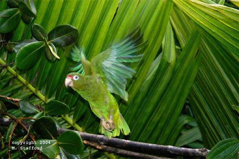 Puerto Rican Parrot, Parrot Flying, Amazon Parrot, American Animals, Colorful Places, Scientific Name, Pretty Green, Puerto Rican, Latin American