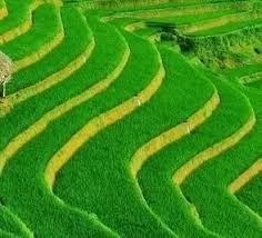 Farming Drawing, Contour Ploughing, Terrace Farming, What Is The Difference Between, Agriculture, Terrace, Castle, Quotes