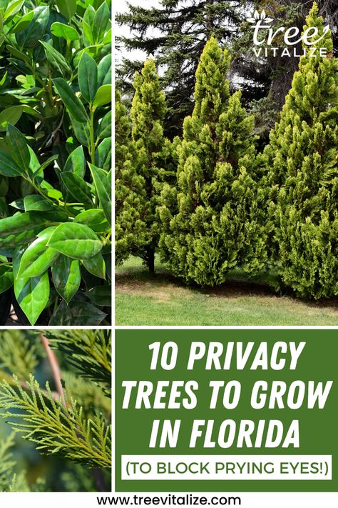 10 Privacy Trees to Grow in Florida (to Block Prying Eyes!) Florida Privacy Hedge, Florida Hedge Plants, Florida Privacy Landscaping, Florida Backyard Landscaping, Trees For Backyard, Boarder Plants, Evergreen Trees For Privacy, Trees For Small Gardens, Landscaping Entrance