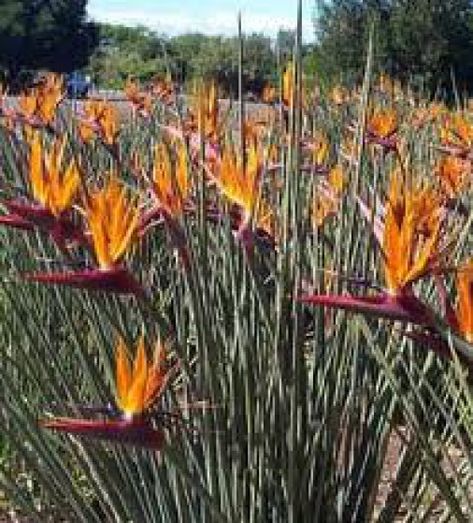 Strelitzia Plant, African Indigenous, Tropical Garden Plants, Vegetable Planting Guide, Florida Native Plants, African Plants, Live Indoor Plants, Paradise Flowers, Birds Of Paradise Flower