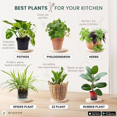 Best Kitchen Plants, Kitchen Plant Ideas, Houseplant Placement, Houseplant Kitchen, Plants In Kitchen, Kitchen Plants Decor, Plant Knowledge, Zz Plant Care, Safe House Plants