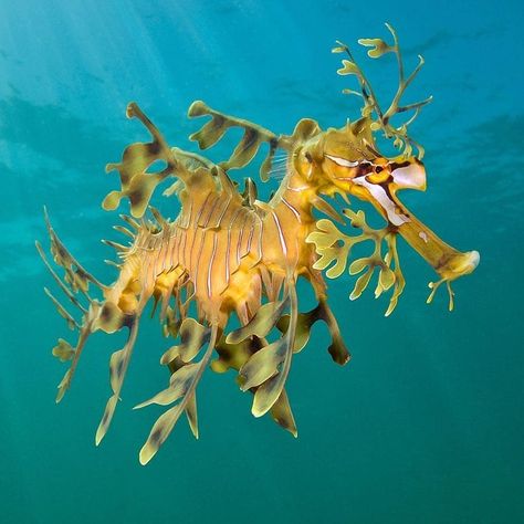 Underwater World❤🌊 on Instagram: “The beautiful leafy seadragon. ➖ Follow @ocean_preservation for your daily dose of diving shots❤ ➖ 📷 @alexmustard1 #seahorse #seadragon…” Seahorse Aquarium, Leafy Seadragon, Leafy Sea Dragon, Marine Art, Marine Fish, Sea Dragon, Marine Conservation, Oceans Of The World, Seahorses