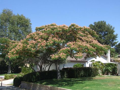 Albizia julibrissin Persian Silk Tree, Mimosa Tree, Albizia Julibrissin, Bean Pods, Single Story Homes, Silk Tree, Tree Nursery, Plant Images, Soil Layers