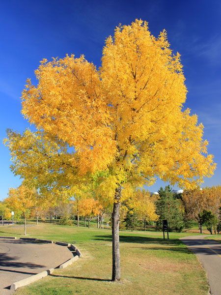 Genus: Fraxinus Species: pennsylvanica Common: Green Ash H: 50-70 W: 35-50 Z: 3-9 Green Ash Tree, Windbreak Trees, Wild Plum Tree, Yellow Twig Dogwood, Twig Dogwood, White Spruce, Greenhouse Growing, Ash Tree, Dream Yard