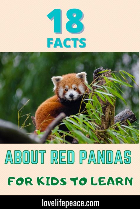 Red Panda Crafts For Preschool, Panda Facts For Kids, Panda For Kids, Panda Activities, Panda Habitat, Panda Facts, Animal Facts For Kids, Panda Craft, Wildlife Facts