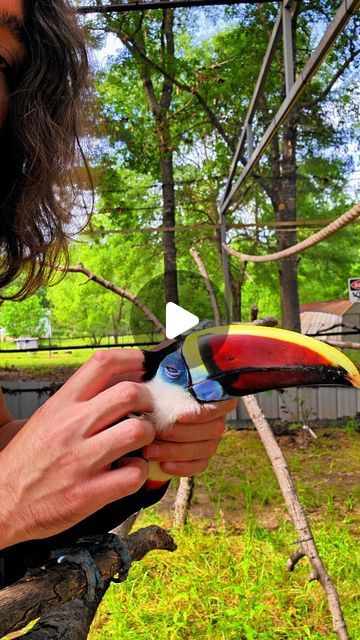 Brock Afentul on Instagram: "Rhia enjoying some head scratches 
.
#rescue #animals #memes  #birds #pet #toucan #reptiles #cute #cuteanimals #cats #parrot #spring #reels" Pet Toucan, Birds Pet, Animals Memes, Toucan Bird, Parrot Head, Rescue Animals, Reptiles, Parrot, Cute Animals