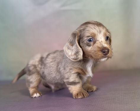 Hello there meet patches, a fun love able mini dachshund male he is an Isabella and tan dappled he is ACA registered. He will be between 6 and 12 pounds. He is full of love to give if you are looking for a fun, lovable little lapdog he will fit right in. If you are interested in more information on him , please call or text me. Pedigree can be purchased at time of registration for an additional fee. We can also set up a FaceTime for iPhone users or for android users. We can do a Google meet. ... Mini Dachshund Puppies For Sale Near Me, Isabella Dachshund, Miniature Dachshund Puppy, Dachshund Puppies For Sale, Dachshund Puppy Miniature, Google Meet, Dapple Dachshund, Fun Love, Miniature Dachshund