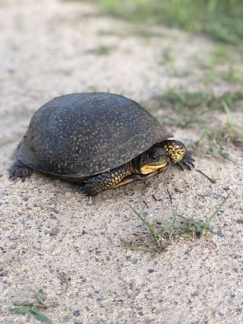 Blandings Turtle Blandings Turtle, Cranberry Farm, Turtles, Needle Felting, Animals And Pets, Agriculture, Cranberry, Animals