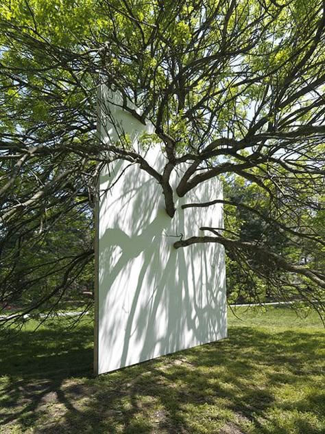 "Wall in Blue Ash Tree", 2011, installed at the Morton Arboretum, Lisle, IL. Blue Ash, Ash Tree, Earth Art, Sculpture Installation, Outdoor Art, Land Art, Environmental Art, Tree Art, Art Sculpture