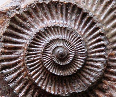 The perfect curve of an ammonite. I don't think this happened by chance or evolution. Spirals In Nature, Geometry In Nature, Golden Spiral, Fibonacci Spiral, Natural Structures, Ammonite Fossil, Natural Forms, Patterns In Nature, Nautilus