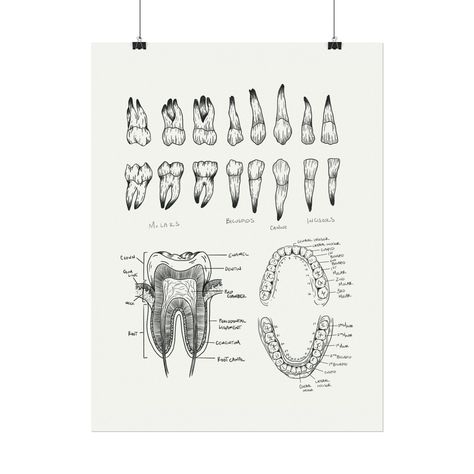 Enjoy stunning and unique home decor with this dental anatomy print on textured watercolor paper poster. Printed with high-quality archival ink, the printing is stunning in detail reproduction. Each piece is printed on premium 285gsm paper and comes with a premium, textured matte finish. - Material: 285gsm watercolor paper - 6 different sizes to choose from - Premium textured matte finish Perfect gift for dental students graduation | dentist gift | dental hygienist gift | Dental Assistant Gift Graduation Dentist, Teeth Poster, Tooth Art, Hygienist Gifts, Dentist Gifts, Teeth Anatomy, Dental Posters, Dental Assistant Gifts, Dental Hygienist Gifts