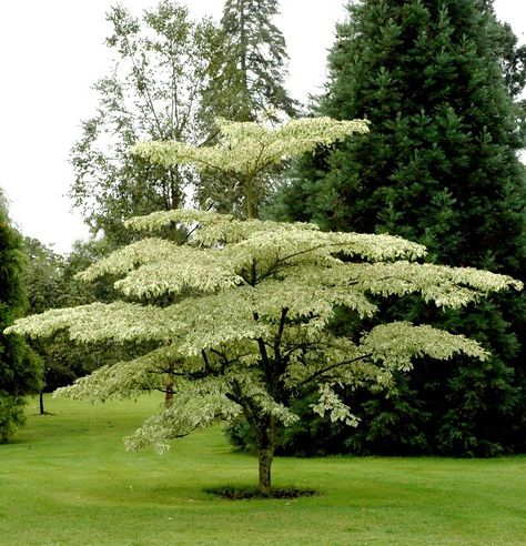 Cornus Alternifolia, Dogwood Trees, Variegated Plants, Tree Seeds, Deciduous Trees, Community Gardening, Garden Trees, Landscape Trees, Autumn Garden