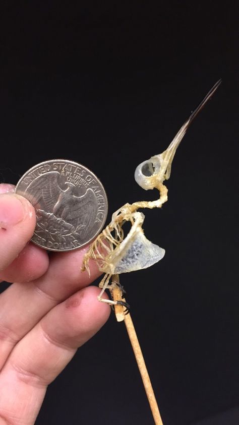 falseredstart: “ Ruby-throated hummingbird skeleton. That was really difficult and I’m amazed it came together. Many mistakes were made. (Museum specimen prepared under federal permit) ” Hummingbird Skeleton, Hummingbird Skull, Bones Game, Mistakes Were Made, Anatomy Bones, Animal Skeletons, Ruby Throated Hummingbird, Taxidermy Art, Vulture Culture