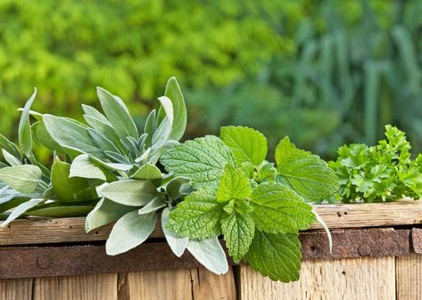 Companion Plants For Lemon Balm: What Are The Best Lemon Balm Companions Growing Lemon Balm, Lemon Balm Uses, Herb Companion Planting, Lemon Balm Plant, Gemüseanbau In Kübeln, Tomatoes In Containers, Companion Planting Vegetables, Companion Gardening, How To Grow Lemon