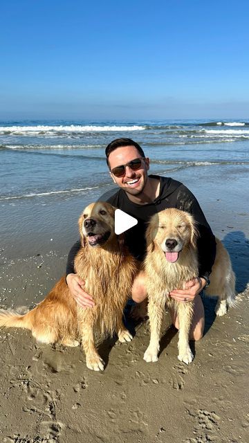 Tucker The Golden Retriever Videos, Golden Retriever Puppy Beach, Golden Retriever Funny Videos, Funny Golden Retrievers, Golden Retriever Mix Puppies, Cute Golden Retriever Puppy, Golden Retriever Gif, Man And His Dog, Core Memory