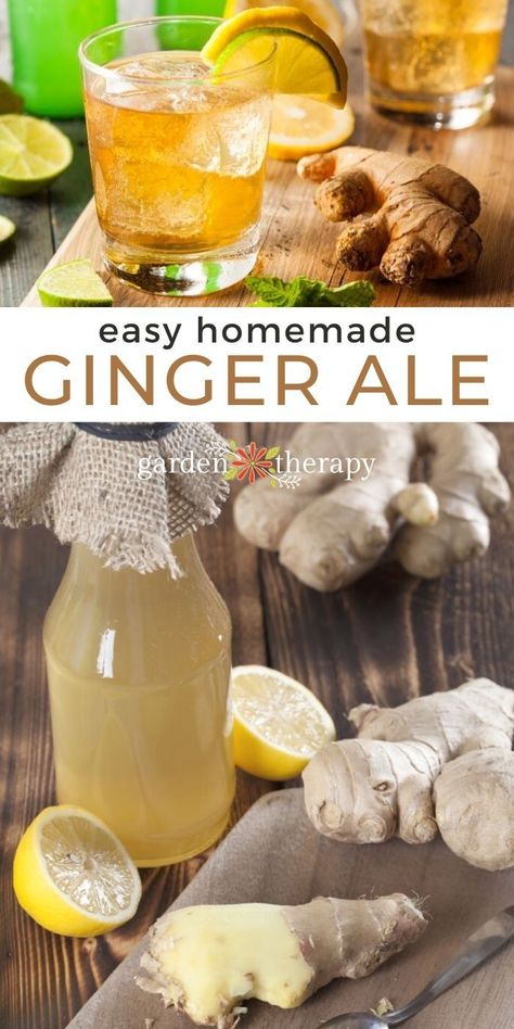 Homemade Ginger Beer, Mint Lemonade Recipe, Ginger Ale Recipe, Ginger Beer Recipe, Homemade Ginger Ale, Ale Recipe, Ginger Lemonade, Mint Lemonade, Ginger Water