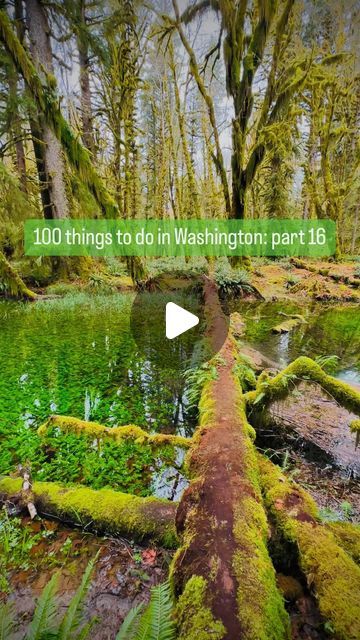 Explore With Nam on Instagram: "What aspect of the Quinault Rainforest interests you the most?" Quinault Rainforest, April 25, Washington State, Washington, On Instagram, Instagram