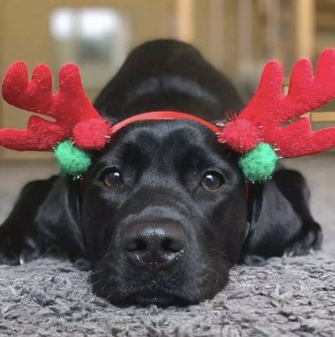 Boxer Lab Mix Puppies, Dog Photoshoot Pet Photography, Dog Christmas Pictures, Black Labrador Dog, Dog Photoshoot, Black Lab Puppies, Lab Dogs, Dog Crafts, Guide Dog