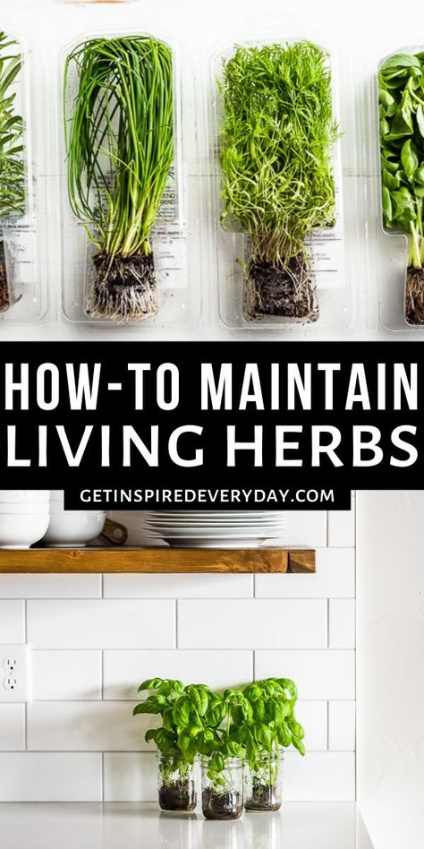 Get all the best tips and tricks for how to keep living herbs at home plus lots of recipes for how to use them. You'll find out which ones are best kept in water versus planted in soil, and which ones are just unreliable! How To Grow Herbs Inside, Water Herb Garden Indoor, Indoor Garden Kitchen, At Home Herb Garden, Herbs In Water Growing, How To Grow Herbs In Water, Growing Indoor Herbs, Herbs To Grow In Water, Herb Growing Indoors