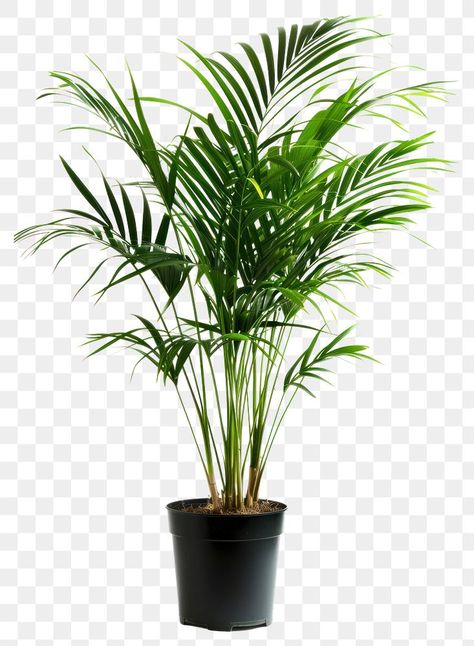 Lush potted indoor palm plant | free image by rawpixel.com / Boom Indoor Palm Plants, Potted Palm Trees, Indoor Palm, Studio Background Ideas, Big Leaf Plants, Palm Tree Png, Indoor Palms, Potted Palms, Palm Tree Plant