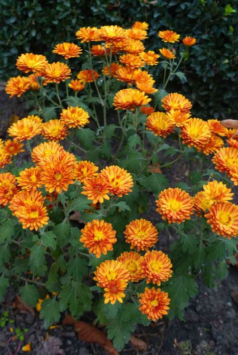 Mums are typically grown as annuals by most gardeners, but they can also be perennials. Here's how to tell if your mums will come back next year. #gardeningadvice #houseplanthacks #howtogrow #indoorflowers #plantparenttips #thespruce Hardy Mums, Caring For Mums, Potted Mums, Garden Mum, Fall Gardening, Fall Mums, Small Balcony Garden, Winter Survival, Mums Flowers