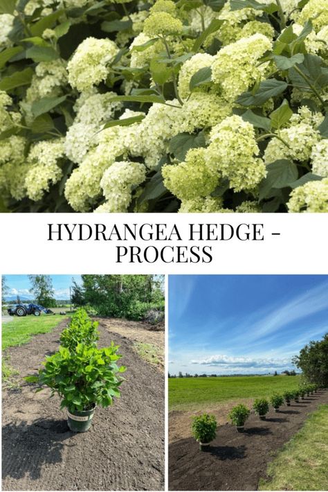 Hydrangea Hedge - Process - Wall Of Hydrangeas, Hydrangea Privacy Hedge, Hydrangea Lined Driveway, Hydrangea Hedge Fence, Hydrangea Hedge Front Yards, Limelight Hydrangea Hedge, Hydrangea Hedge, Hydrangea Paniculata Grandiflora, Snowball Hydrangea