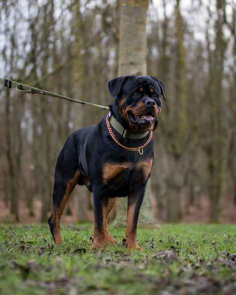 Work it Rocco work it 🔥👀

⚜️ Regal Dog - The Luxury Dog Brand ⚜️⁠
⁠
🛒 Shop Now: REGALDOG.CO.UK⁠

📸 @deadsharpmedia @rocco_the_rottweiler_ 
⁠
#️⃣ #dogs #dogsofinstagram #dog #dogstagram #puppy #doglover #dogoftheday #instadog #doglovers #doglife #pets #love #Regaldog #fyp #lovethis #photography #photolove Toxirn Dog, Rottweiler Guard Dog, Rottweiler Aggressive, Dog Brand, Black And Rust Doberman, Long Haired Rottweiler, Brand Shop, Dog Branding, Luxury Dog