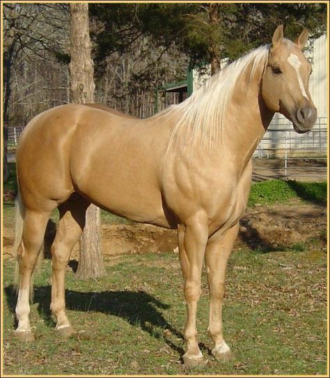 American Quarter Horse Palomino, Palomino Stallion, Palomino Quarter Horse, Tan Horse, Quarter Horse Stallion, Palomino Horse, Quarter Horses, Andalusian Horse, American Quarter Horse