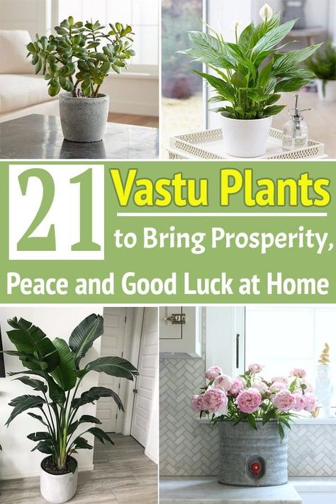 Best Plants For Home Garden Vastu Vastu Plants For Home, Plant Placement In Home, Best Plants For Home, Aloe Vera Plant Indoor, Plant Placement, House Vastu, Growing Hibiscus, Garden Ladder, Lucky Bamboo Plants