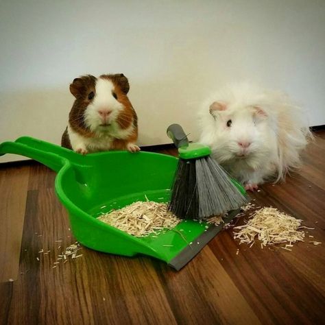 It's time to put them to work! 😂 Credit @loveguineapig_ig 💓 Geunia Pigs, Guinea Pigs Funny, Cute Guinea Pigs, Cute Piggies, Baby Pigs, Silly Animals, Fluffy Animals, Little Pigs, Hamsters