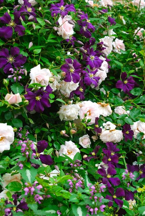 June is underway and the roses are blooming here in Pennsylvania. Our… :: Hometalk Purple Flowers Garden, Purple Clematis, Clematis Vine, Garden Vines, Beautiful Flowers Garden, Plant Combinations, Climbing Roses, Climbing Plants, Garden Cottage